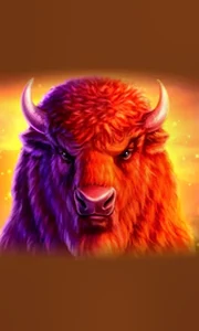 Buffalo 50
